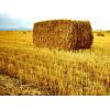 киев Продам солому пшеничную тюкованую 700 тюков